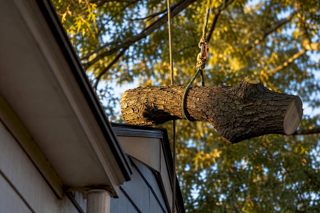 Oak branch rigged and lowered near roof