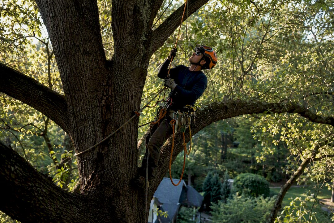 Arborist climbing oak tree with ropes