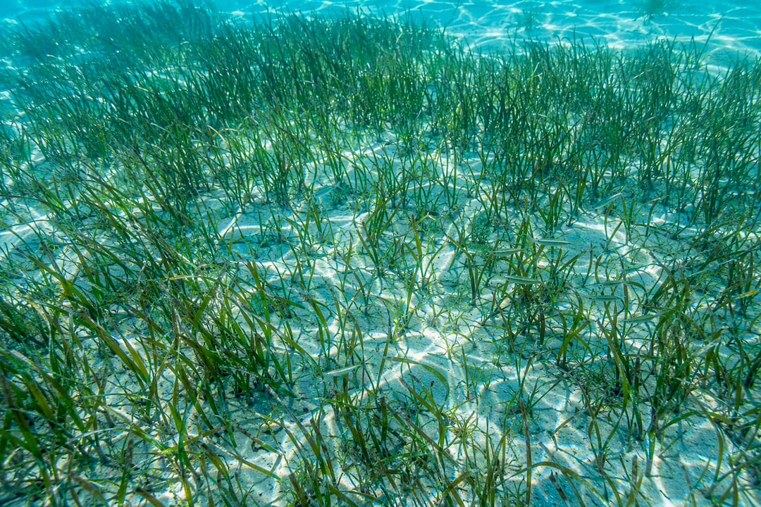 Seagrass patches underwater at Crab Island