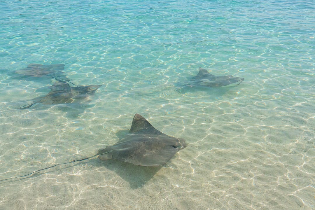 Stingrays swimming over sandy bottom in shallow water
