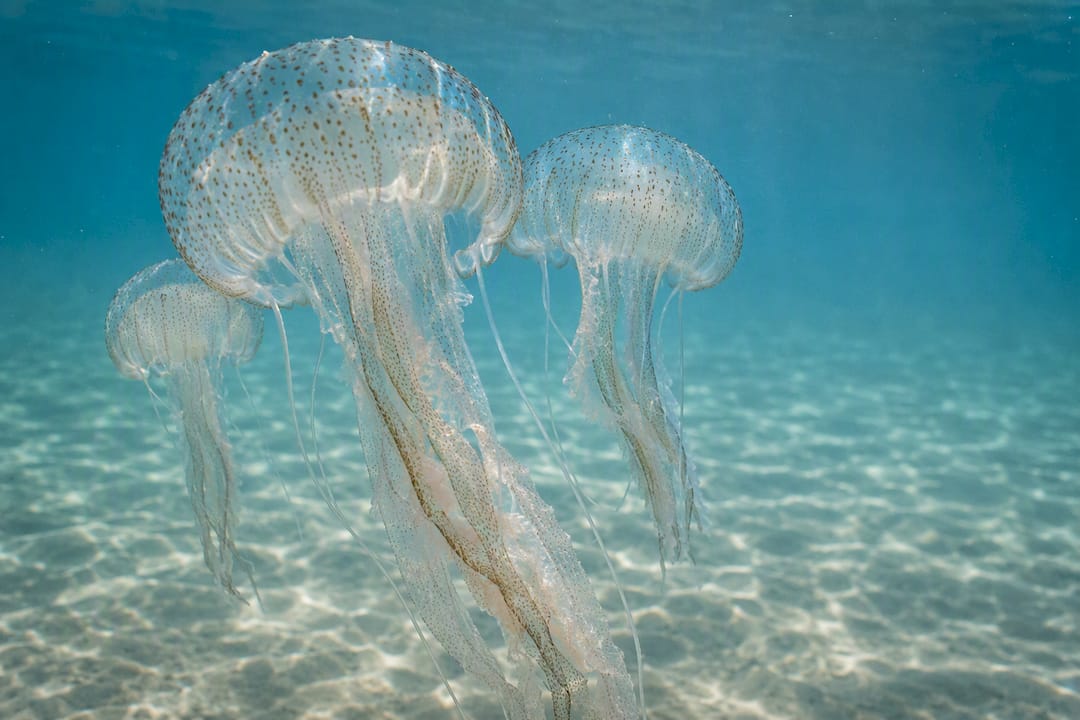 Jellyfish drifting through clear Gulf water