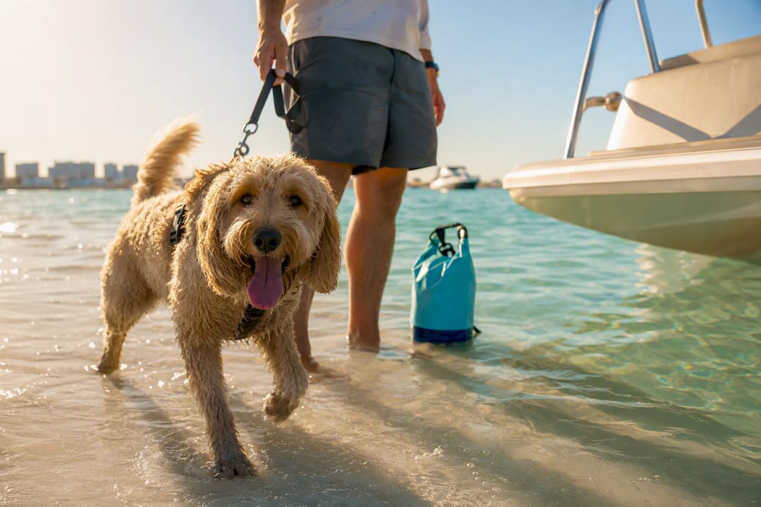 Dog preparing to board Crab Island tour