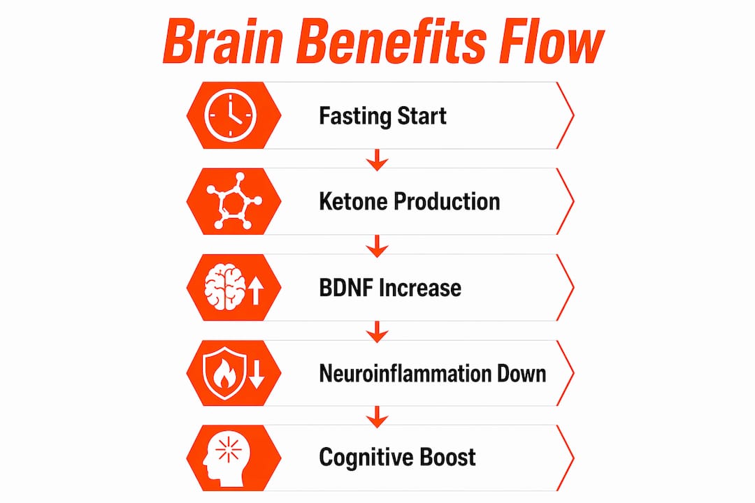 Infographic illustrating stages of brain benefits from intermittent fasting