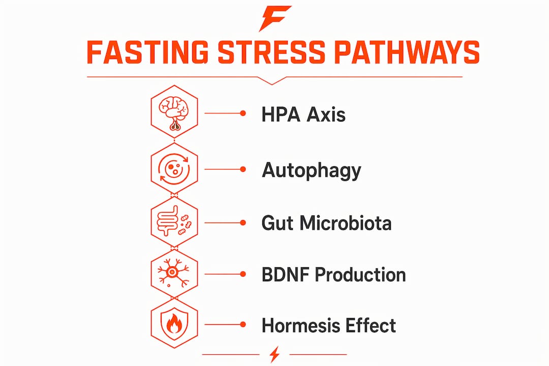 Infographic outlining fasting biological pathways for stress management