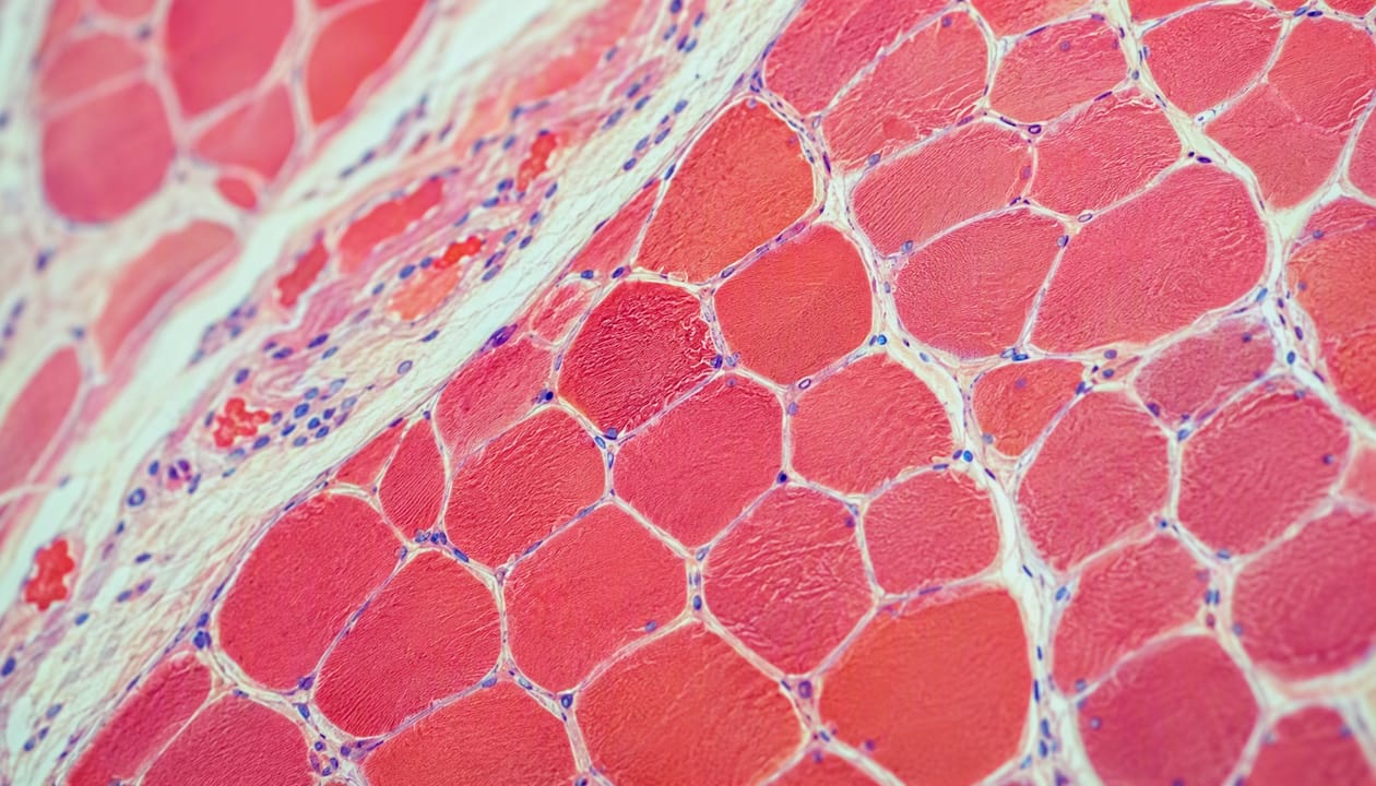 Close-up of muscle fibers relaxing
