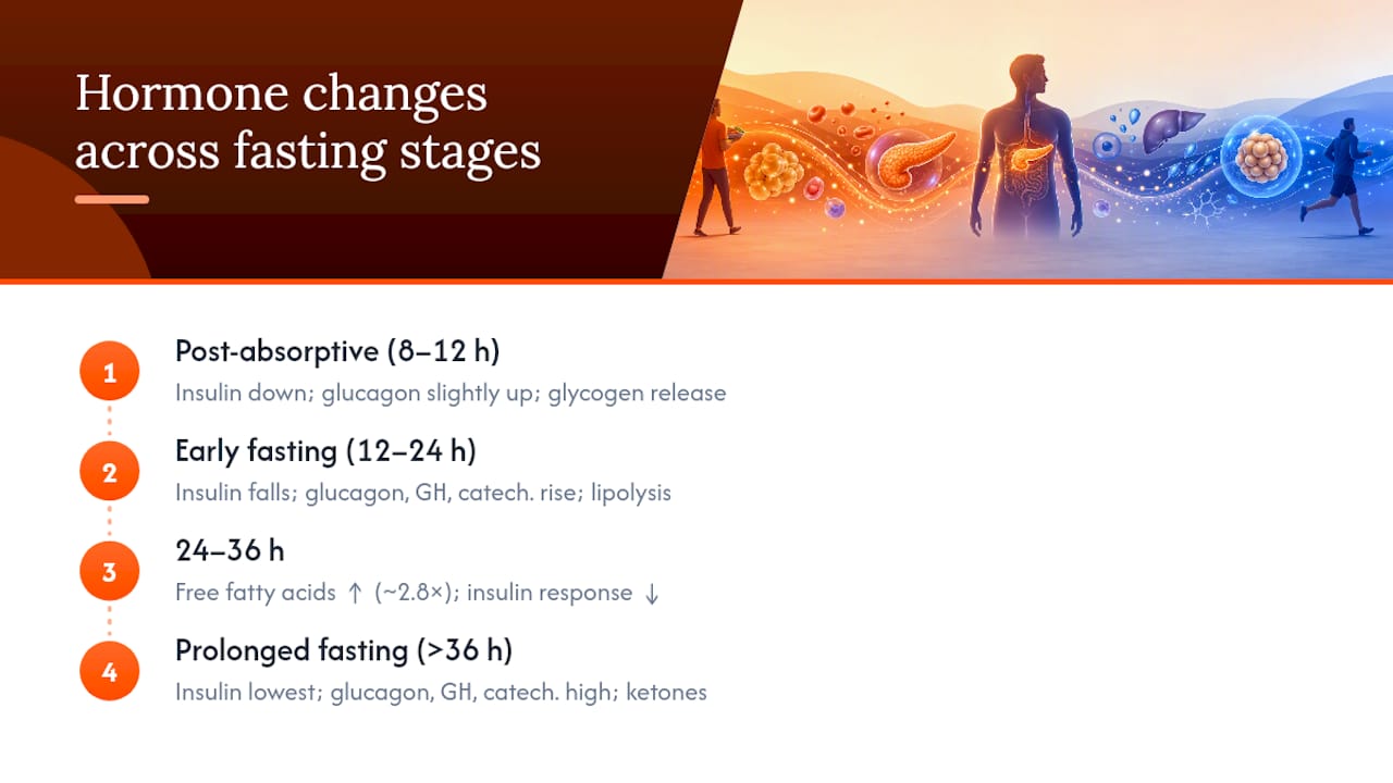 Hormonal changes during fasting diagram