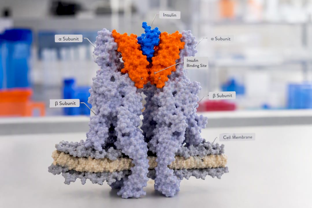Insulin binding molecular model close-up