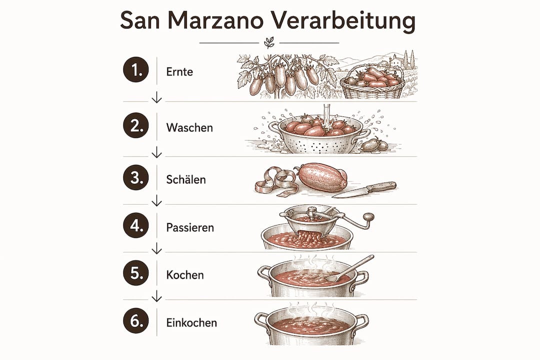 Schritt-für-Schritt-Anleitung: So verarbeitest du San-Marzano-Tomaten – anschaulich erklärt in einer Infografik