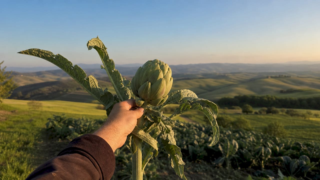 Frische Artischocken direkt vom Bauernfeld – nachhaltig angebaut und voller Geschmack.