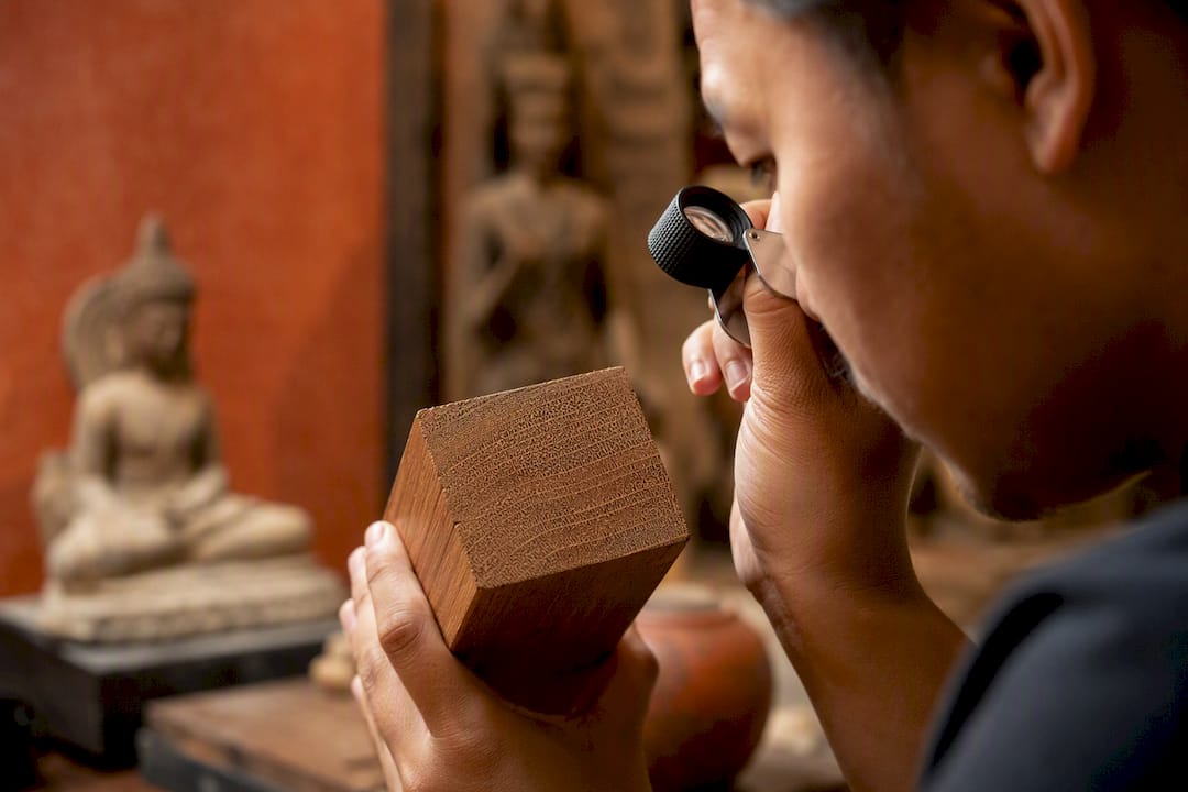 Loupe examining teak wood end grain
