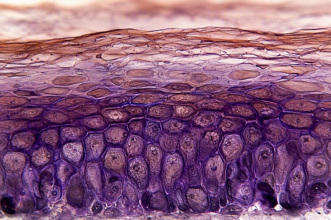 Microscopic view of skin barrier layers
