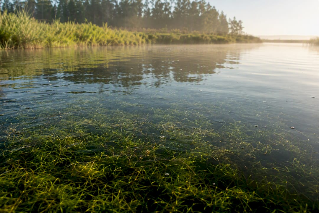 Shallow grass flats with underwater vegetation