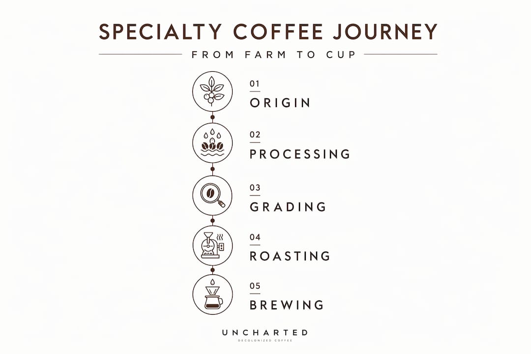 Infographic showing specialty coffee process steps