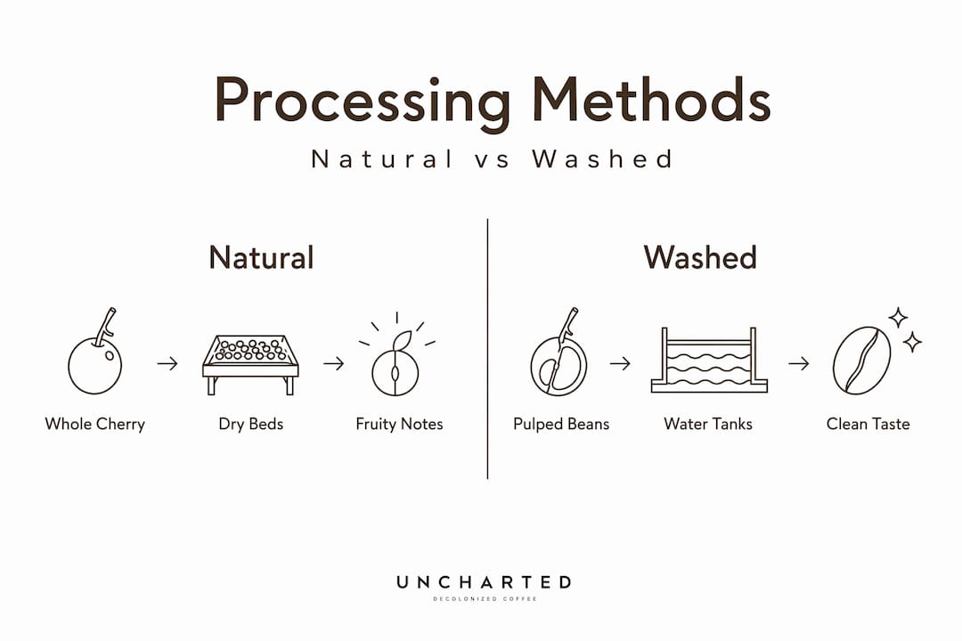 Infographic comparing natural and washed coffee processing