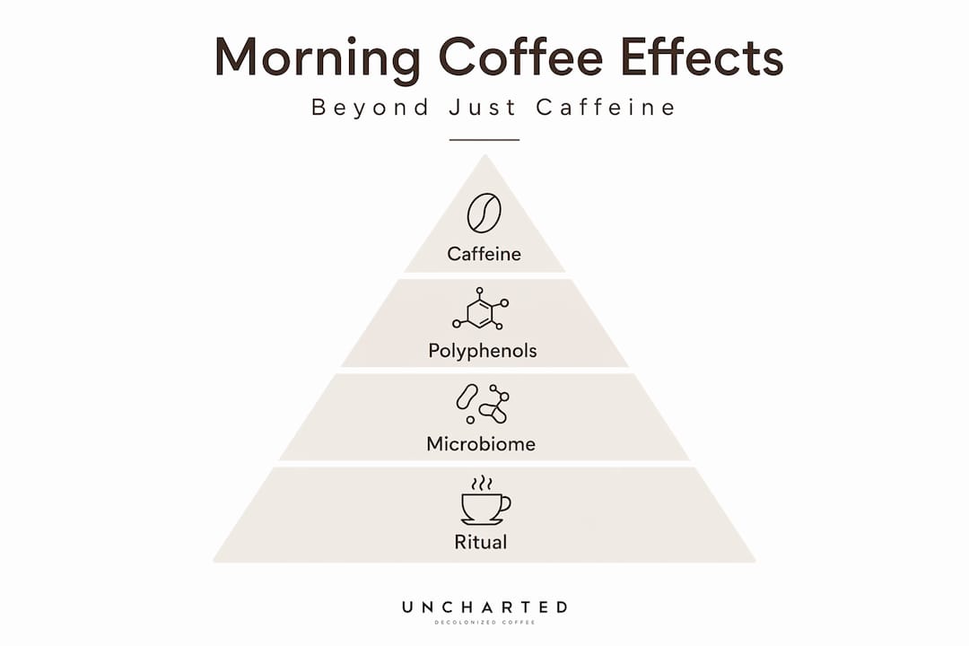 Hierarchy infographic on morning coffee effects