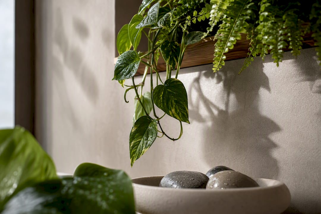 Pothos e felce su una mensola in bagno