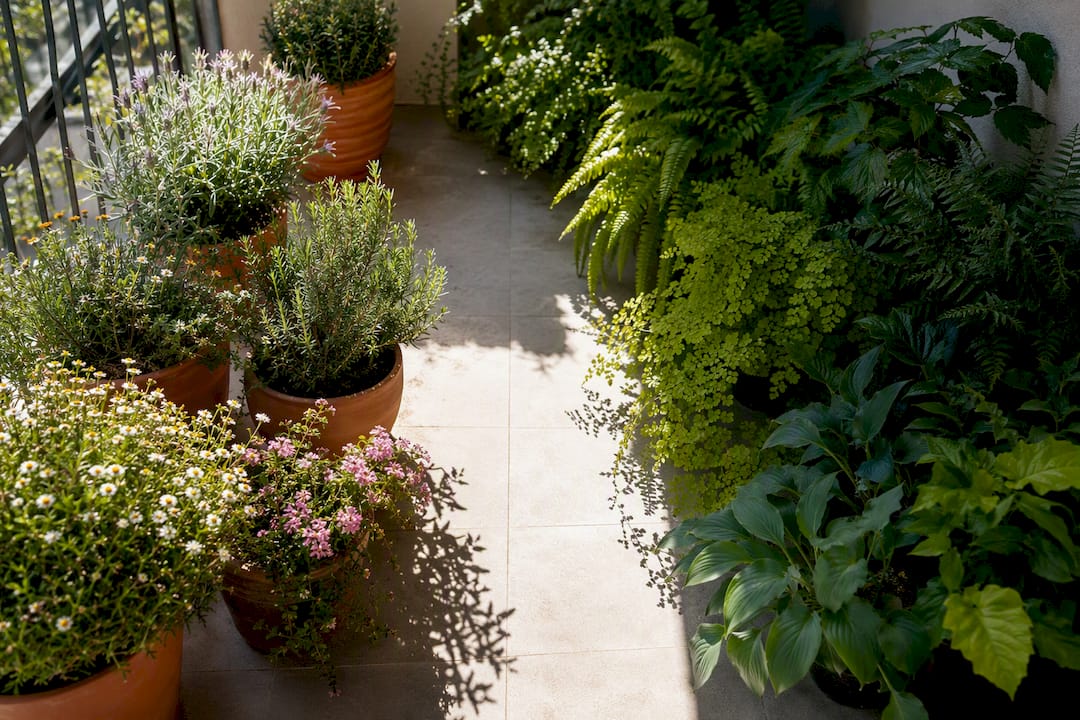 Varietà di piante in aree di sole e ombra