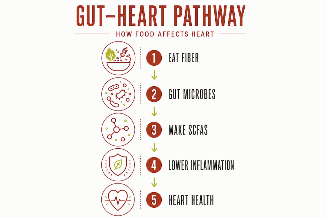 Infographic showing gut-heart health pathway