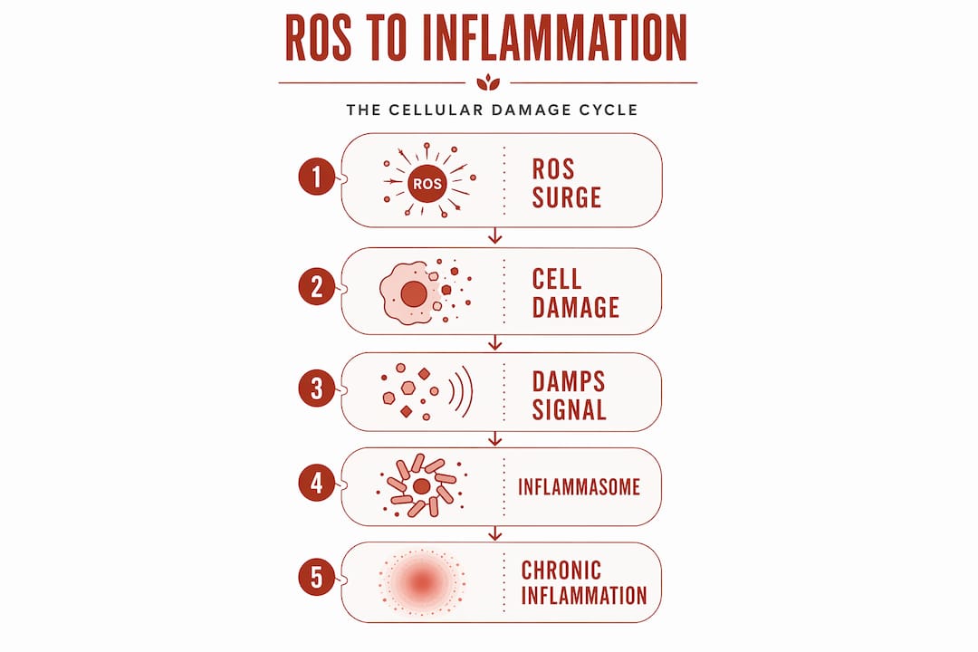 Infographic showing the ROS to inflammation cycle
