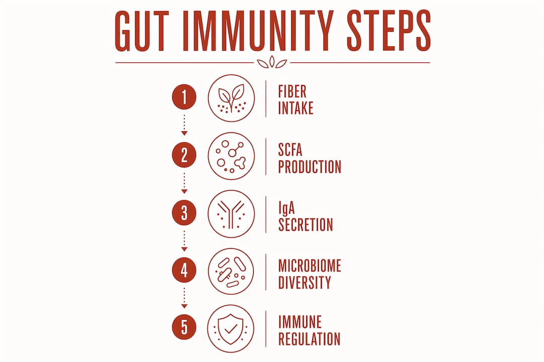 Infographic showing stages of gut immunity