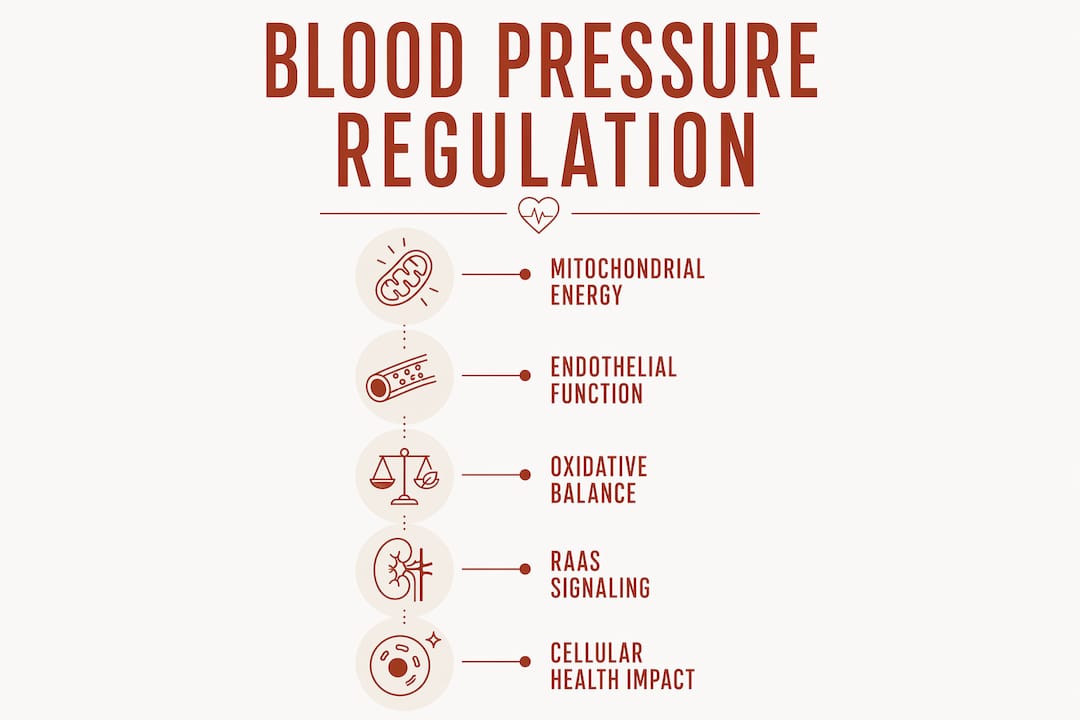 Infographic illustrating blood pressure regulation stages
