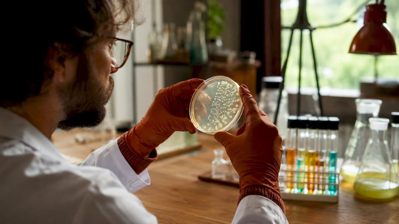 Scientist examining gut bacteria cultures