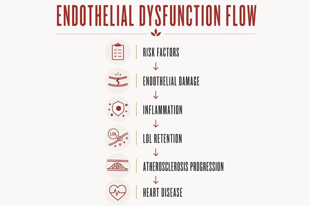 Infographic showing stages of endothelial dysfunction