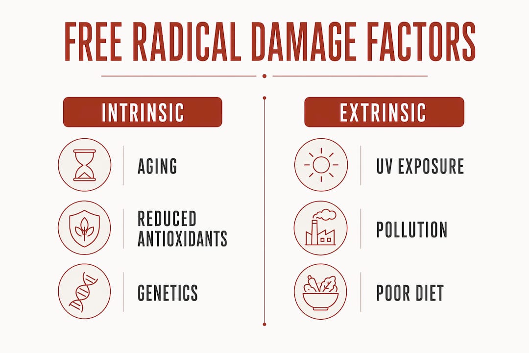 Infographic comparing intrinsic and extrinsic aging factors
