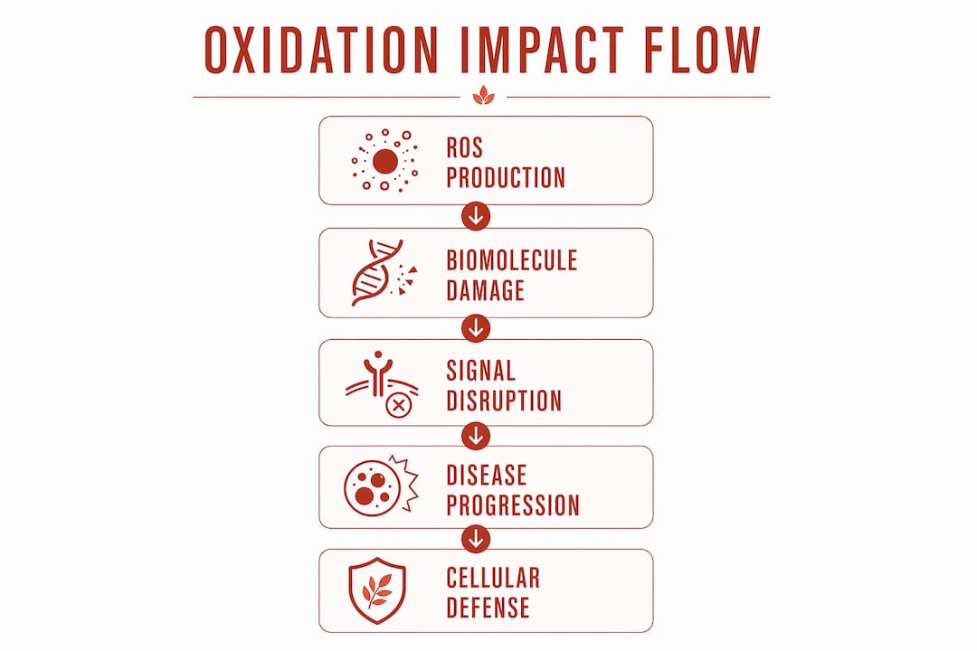 Infographic illustrating stages of oxidative impact on cells