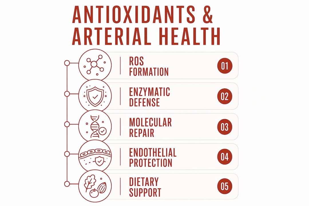 Infographic showing antioxidant stages protecting arteries