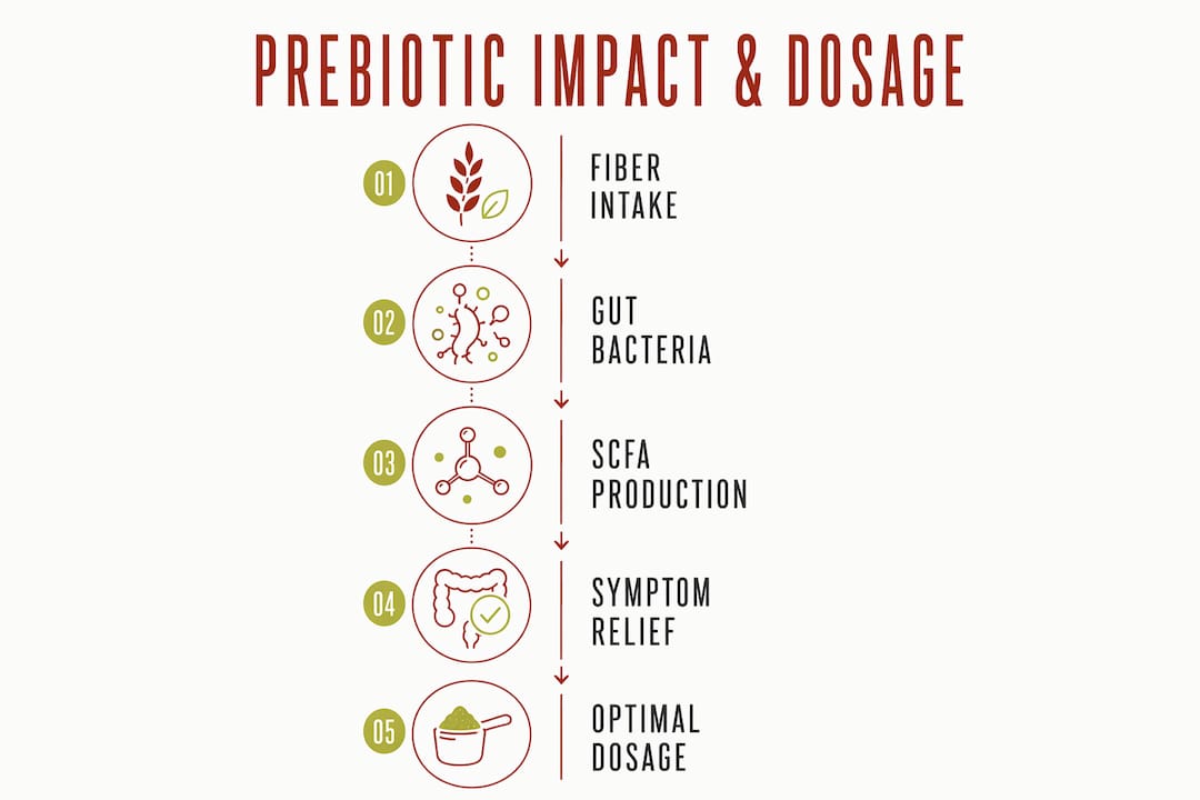 Infographic illustrating prebiotic health benefits and dosing steps