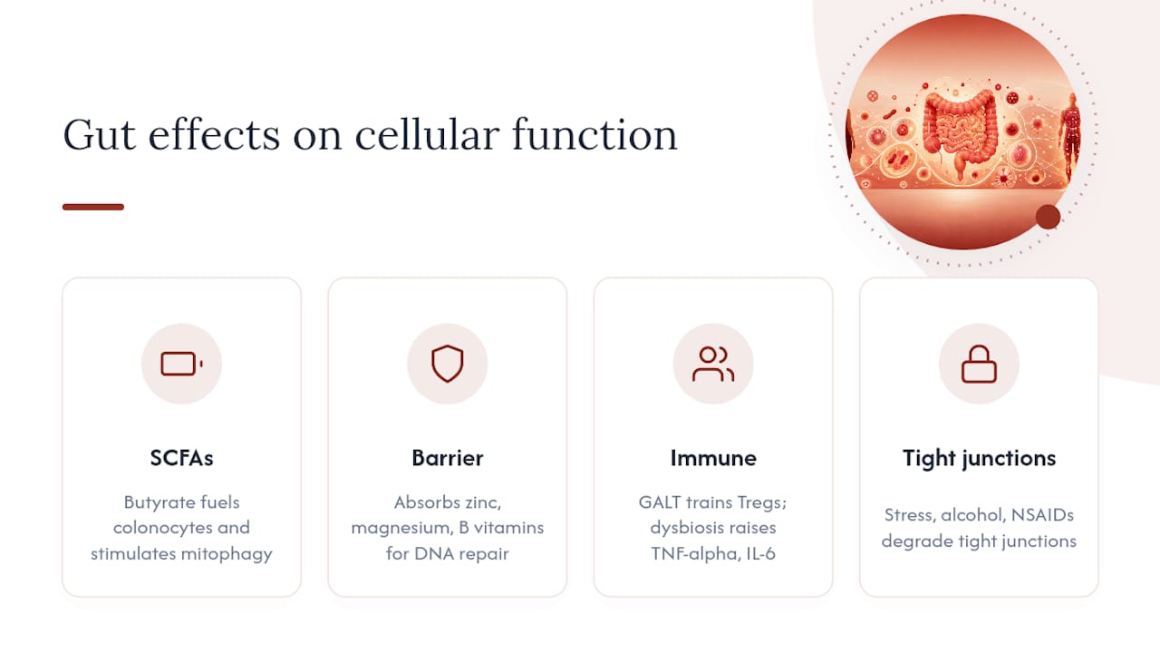 How does gut health affect cellular function? — overview diagram