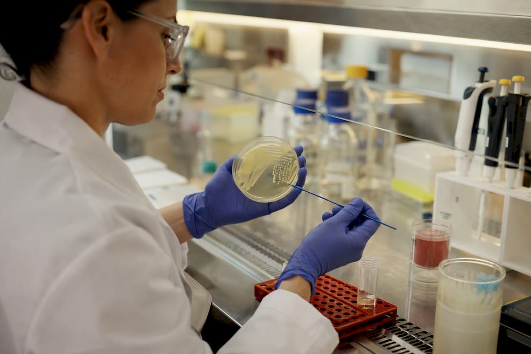 Gloved hand plating bacteria culture on agar plate