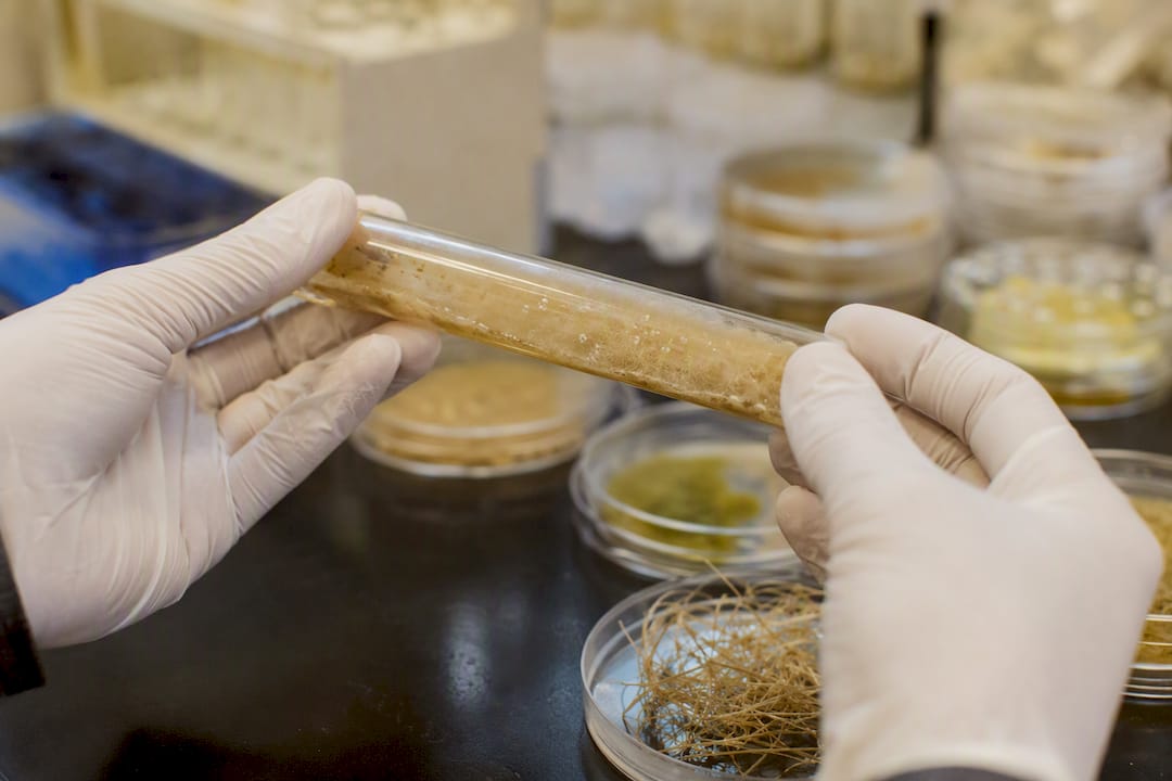 Hands holding glass tube with fiber bacteria culture