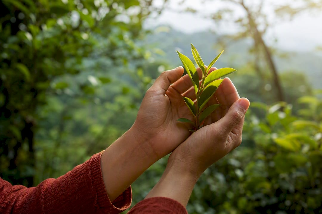 Hands holding fresh leafy plant symbolizing immune health