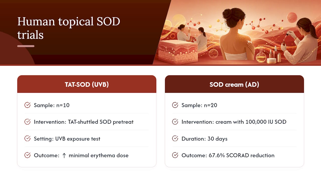 Comparison of two SOD skin studies