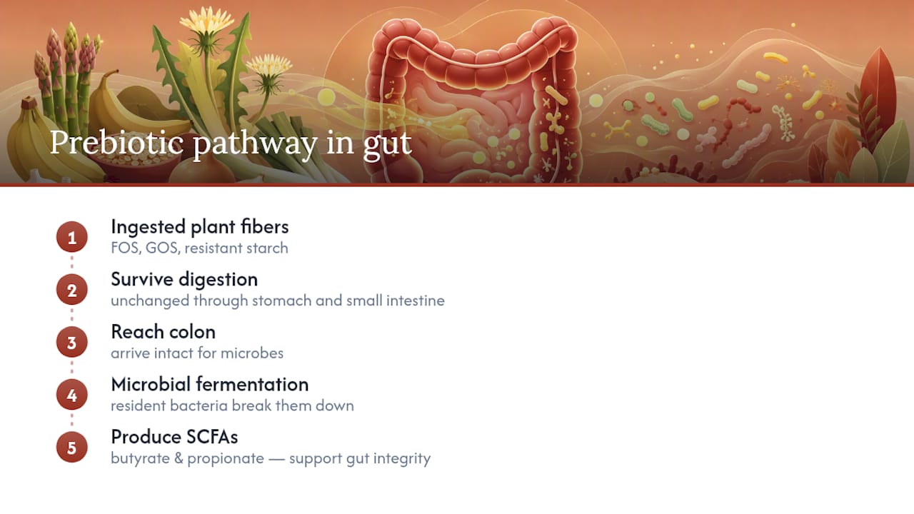 Prebiotic fiber fermentation through the digestive tract