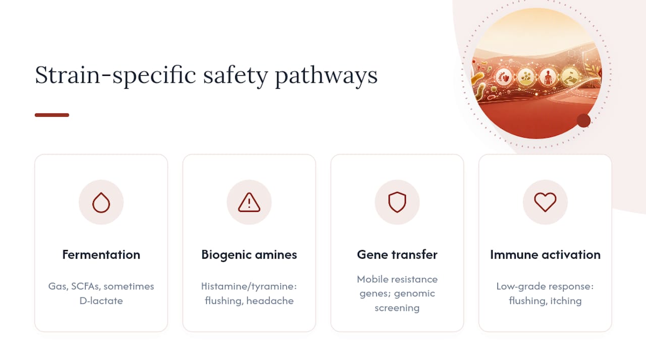Four probiotic safety pathways