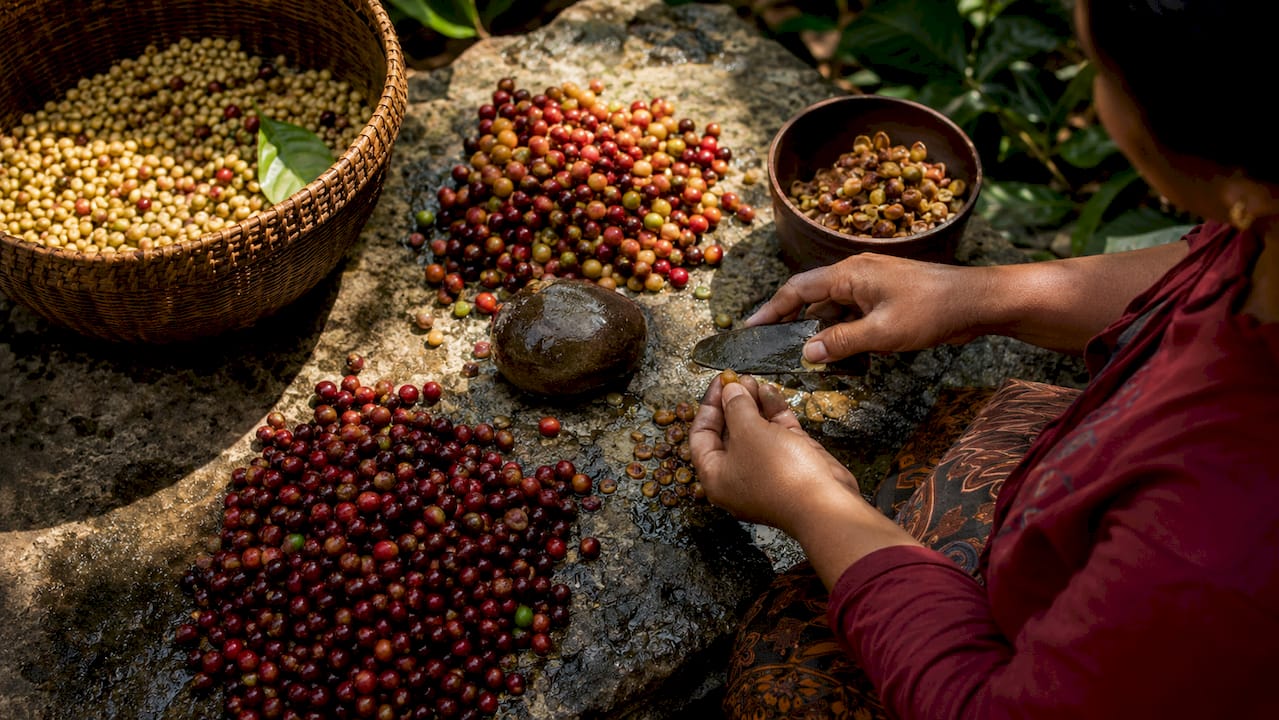Hands performing wet-hulling on coffee beans outdoors