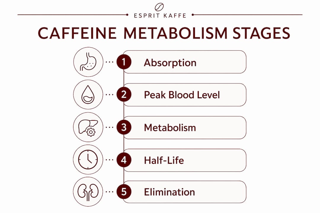 Infographic illustrating caffeine metabolism stages