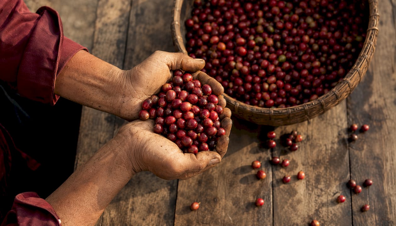 Hands holding ripe coffee cherries outdoors