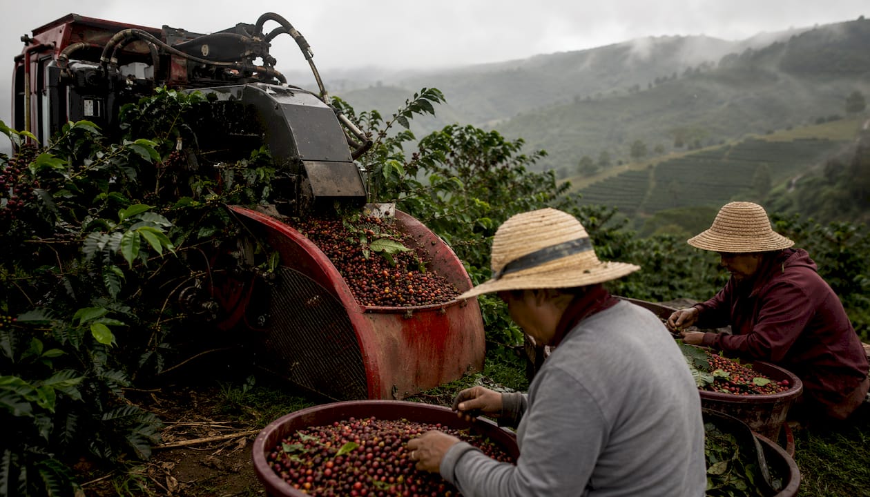Mechanized coffee harvesting on Brazilian farm