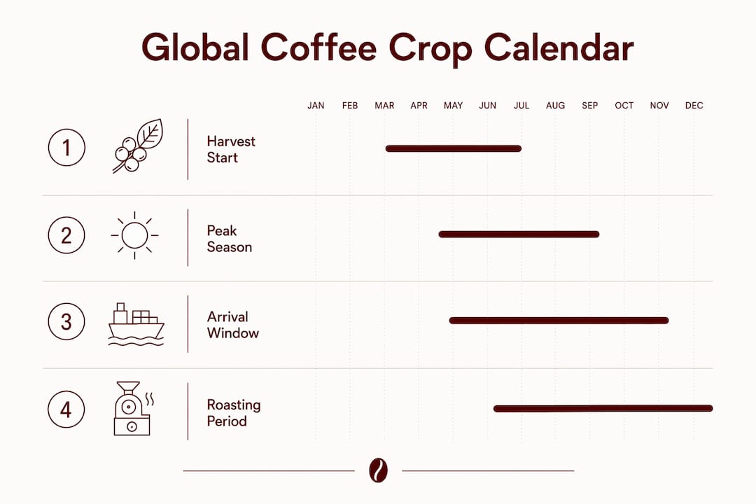 Infographic showing global coffee crop calendar flow
