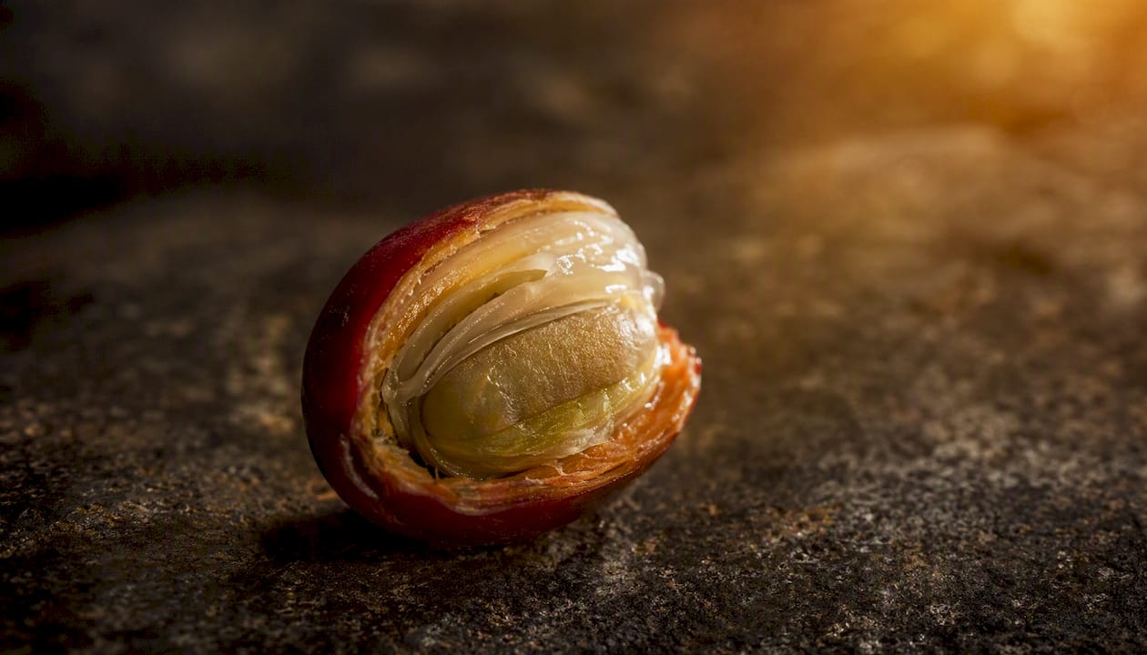 Cross section layered coffee cherry