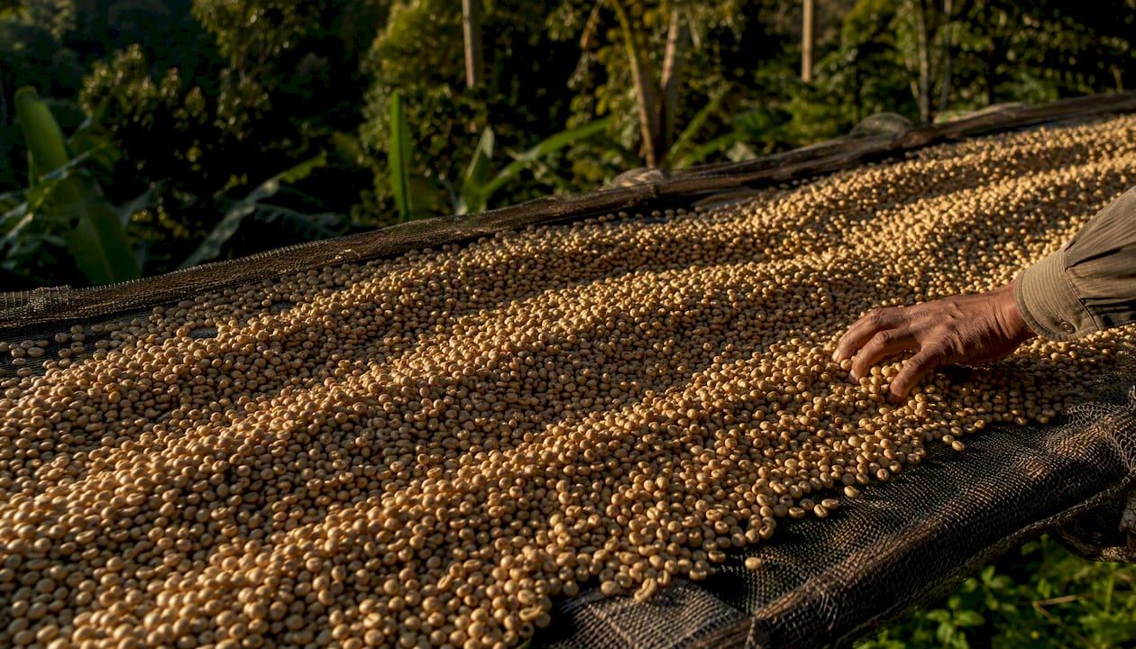 Coffee beans drying on raised bed with hand raking