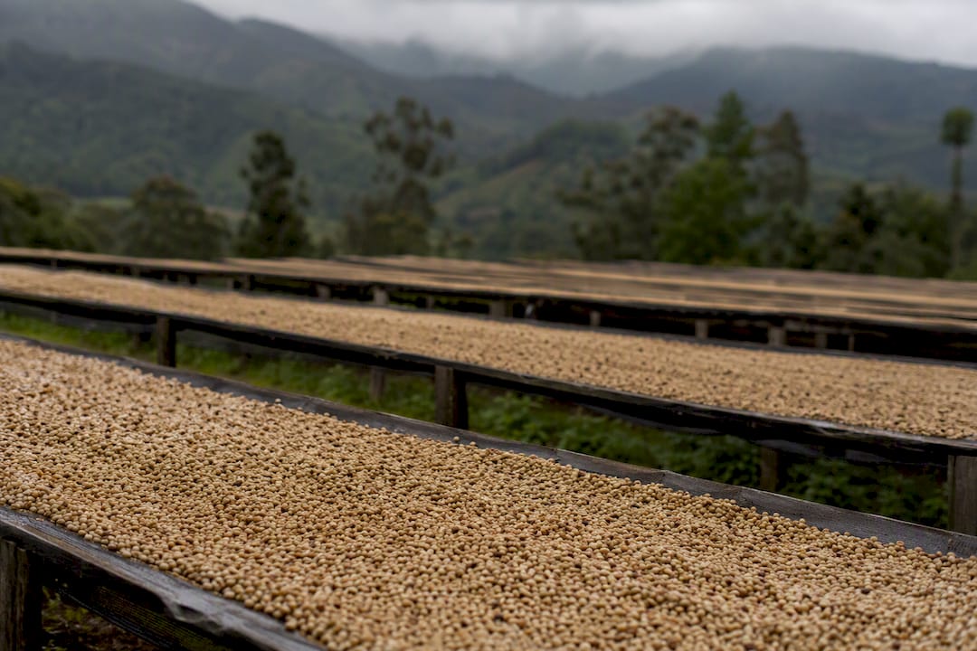 Coffee parchment beans drying on raised bed