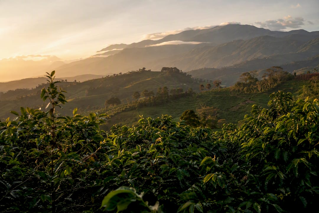High-altitude Arabica and low-altitude Robusta coffee farms