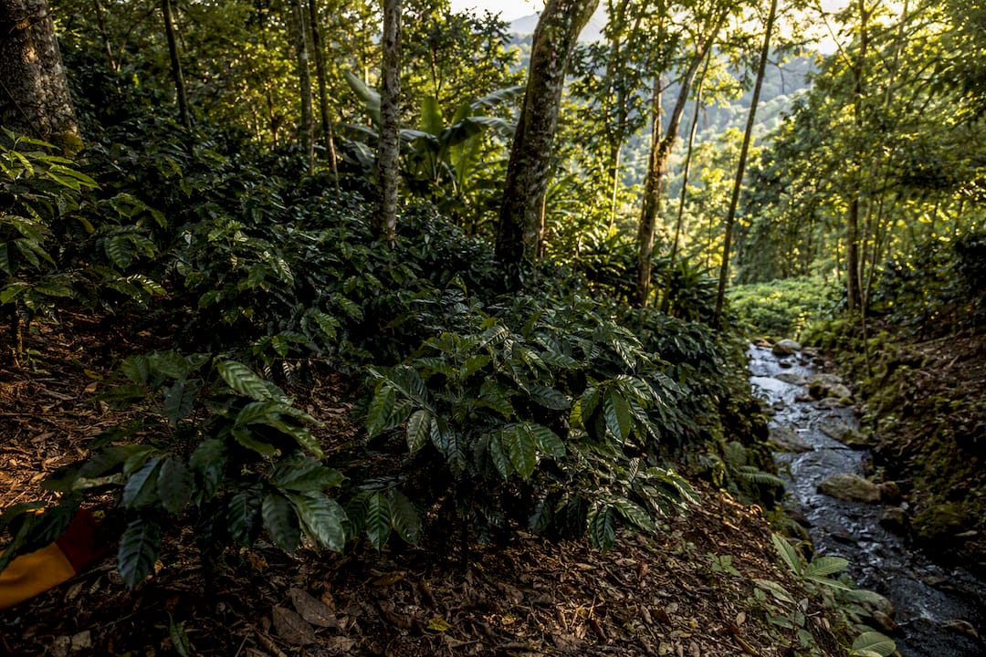Shade-grown coffee beneath diverse canopy
