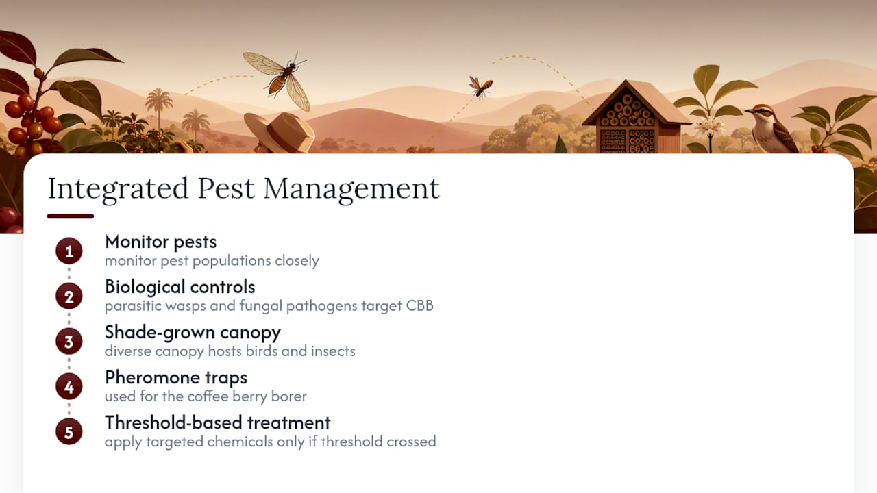 Integrated pest management steps for coffee farms