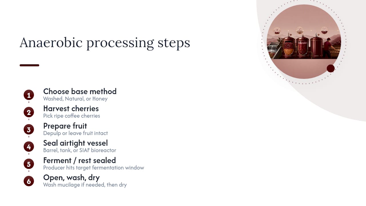 What Is Anaerobic Coffee Processing, Exactly? — overview diagram
